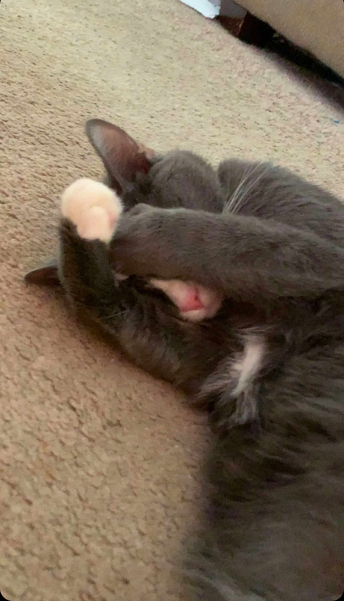 Archer is registered to the contest to win money with this photo: cat, gray_cat, white_paws, pet, feline, sleeping, resting, carpet, indoor, cute, animal, fur, whiskers, paw, cozy, nap, domestic_cat, hidden_face, relaxed, adorable