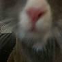 Archer is registered to the contest to win money with this photo: cat, close_up, blurry, pink_nose, animal, feline, face, whiskers, fur, indoor, pet, gray, white, cute, nose, eyes, muzzle, portrait, blur, macro