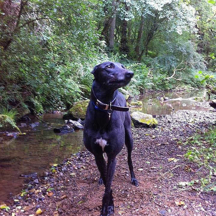 Lilly