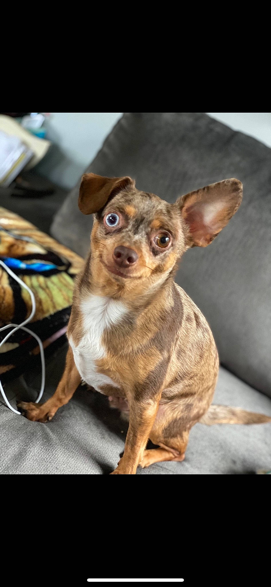 Buford joined the competition — help win amazing prizes! canidae, carnivore, chihuahua, companion_dog, corgi_chihuahua, dog, dog_breed, ear, fawn, fur, russkiy_toy, snout, sporting_group, street_dog, terrestrial_animal, toy_dog, whiskers, wildlife, working_animal