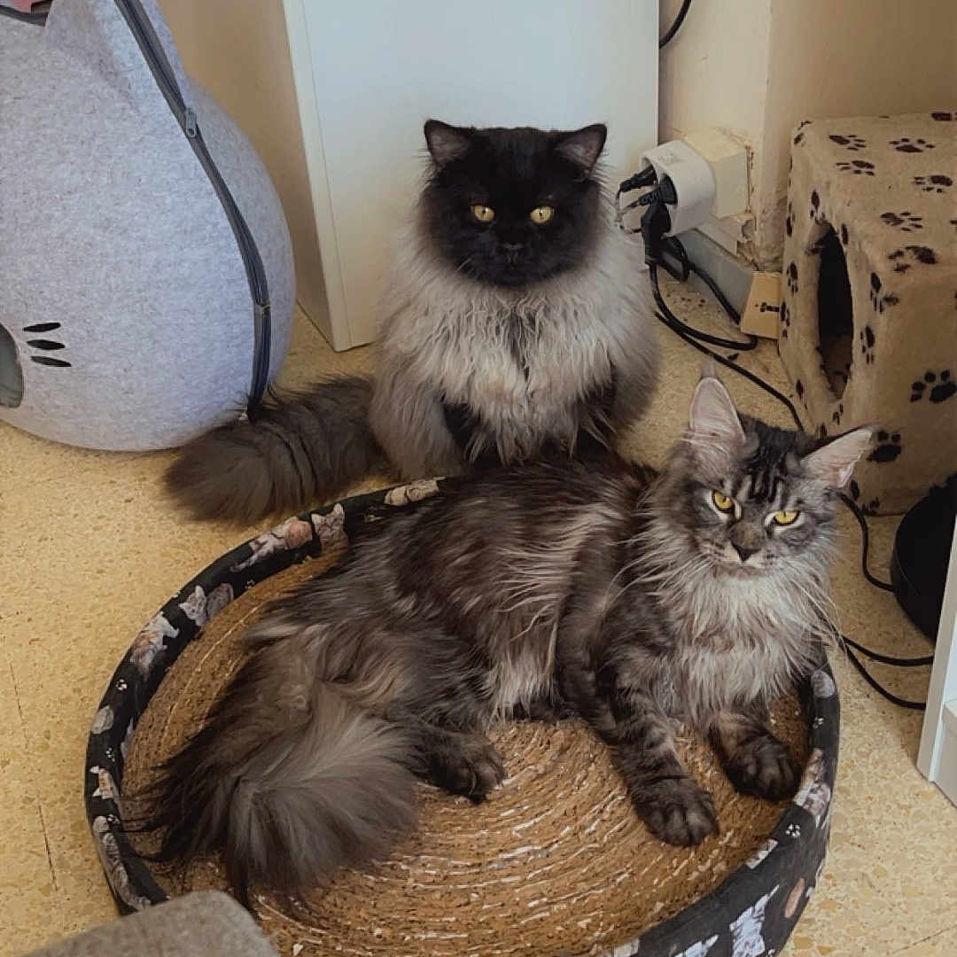 Yasmina Palmaccio a rejoint le concours — aidez-le/la à gagner de superbes lots ! animal, cat, cat_bed, companion, cozy, curious, cute, domestic, eye_contact, feline, floor, fluffy, fur, home, indoor, pet, play_area, relaxed, resting, two_cats