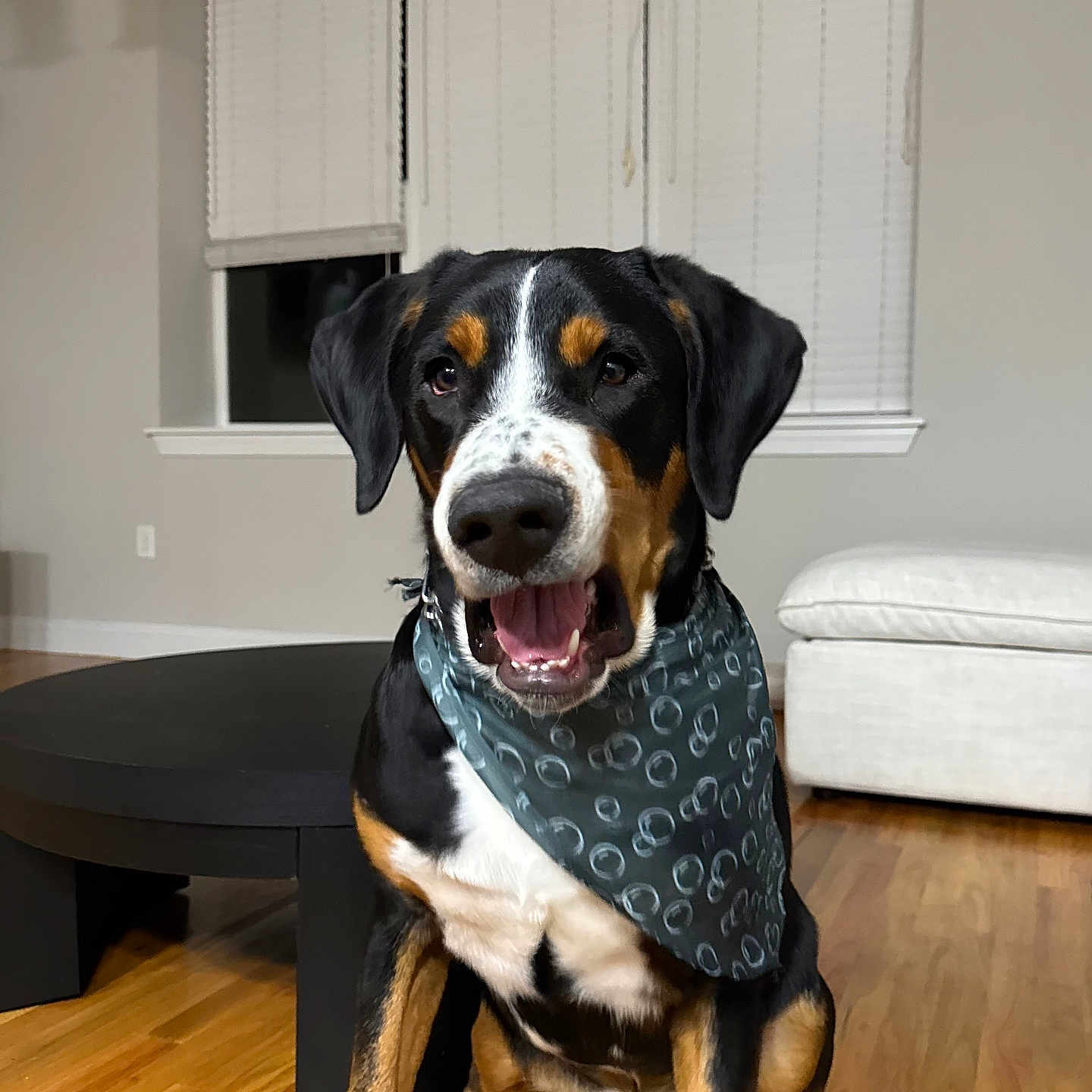 Bear is registered to the contest to win money with this photo: animal, bandana, black_table, blinds, canine, dog, ears, eyes, fur, happy, home, indoor, living_room, nose, open_mouth, pet, sitting, white_couch, window, wooden_floor