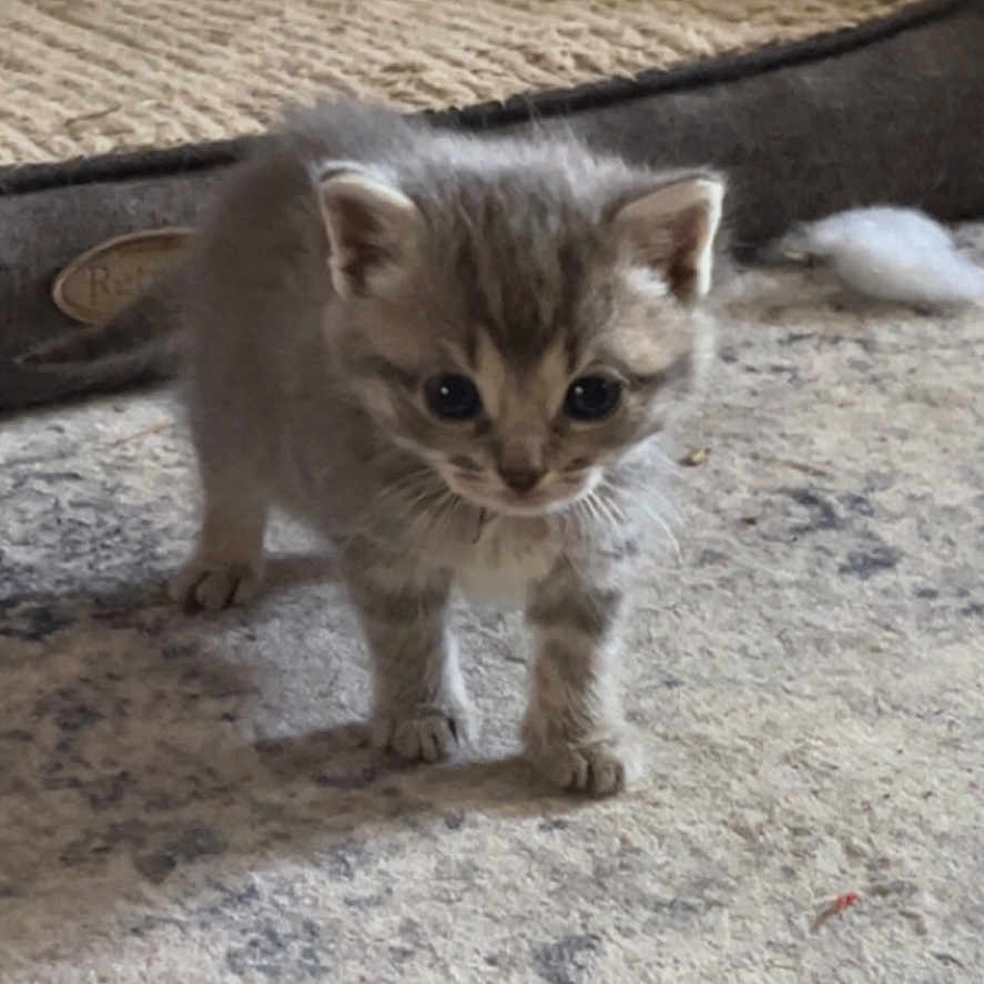 Lily is registered to the contest to win money with this photo: kitten, cat, pet_bed, carpet, gray_fur, small, indoor, curious, animal, cute, feline, young, domestic_cat, soft, walking, floor, cozy, home, curled_tail, whiskers