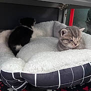 Lily is registered to the contest to win money with this photo: kitten, cat, pet_bed, fluffy, black_and_white, gray_tabby, cozy, indoor, sleepy, furry, animal, cute, small, soft, resting, young, paw_prints, blanket, domestic_animal, bed