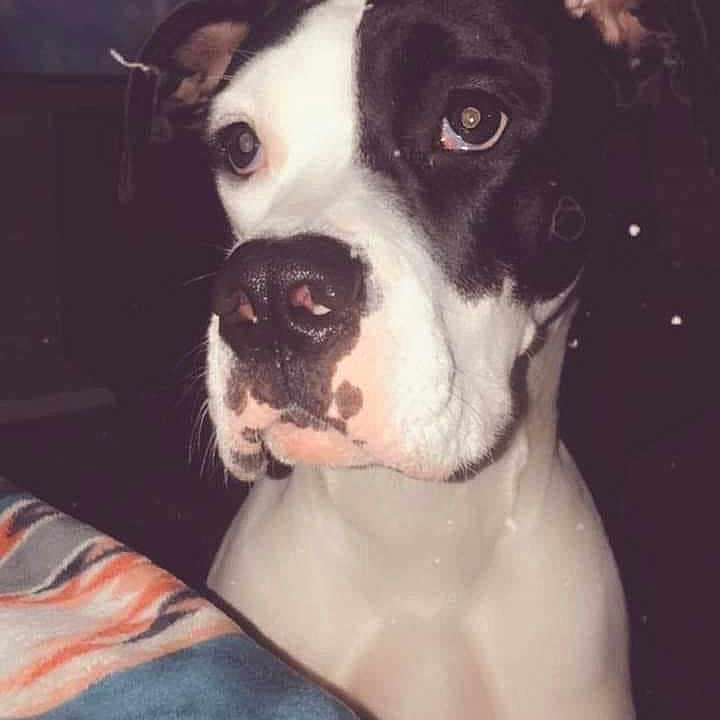 Sadie is registered to the contest to win money with this photo: art, canidae, carnivore, companion_dog, dog, dog_breed, dog_collar, fawn, fur, happy, illustration, non_sporting_group, painting, picture_frame, puppy, puppy_love, snout, sporting_group, whiskers, working_animal