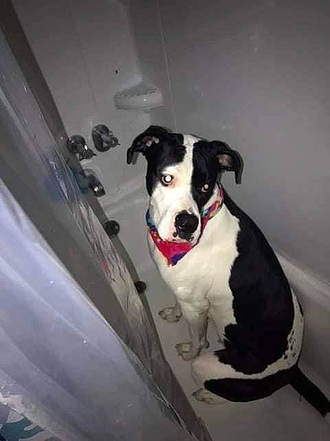 Sadie joined the competition — help win amazing prizes! ball, canidae, carnivore, collar, companion_dog, dog, dog_breed, dog_collar, dog_supply, fur, guard_dog, non_sporting_group, snout, sporting_group, tail, vehicle_door, working_animal, working_dog