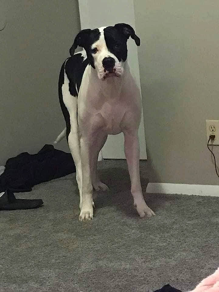 Sadie is registered to the contest to win money with this photo: art, canidae, carnivore, collar, companion_dog, dog, dog_breed, dog_collar, floor, flooring, foot, human_leg, knee, molosser, non_sporting_group, pet_supply, tail, wall_plate, working_animal, working_dog