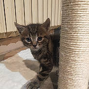 Simba participe au concours pour gagner de l'argent avec cette photo : kitten, cat, tabby, scratching_post, indoor, pet, animal, feline, curious, young, paw, fur, whiskers, looking, floor, radiator, cozy, close_up, cute, domestic