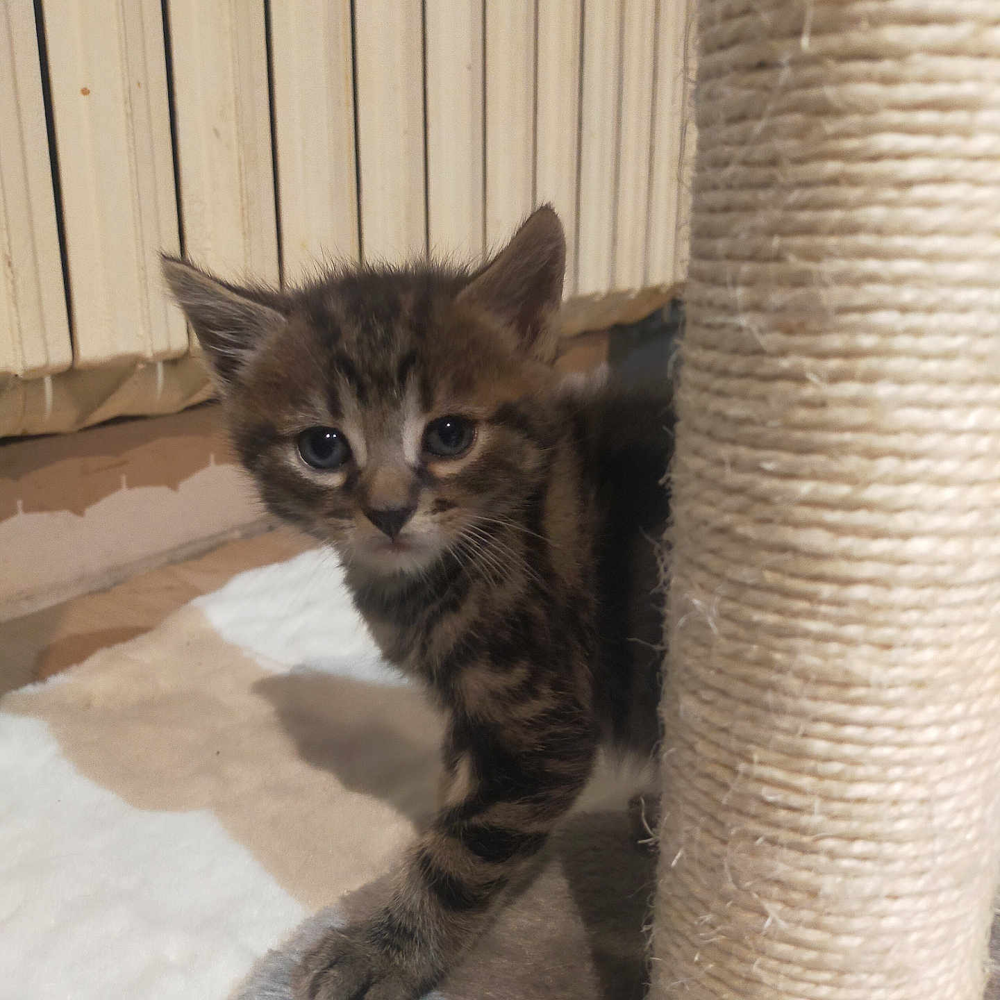 Simba