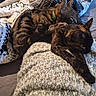 Simba participe au concours pour gagner de l'argent avec cette photo : cat, tabby_cat, tortoiseshell_cat, collar, blanket, knitted_blanket, bed, quilt, patterned_bedding, indoor, pet, animal, sleeping, resting, cozy, feline, cute, companion, snuggling, soft_texture