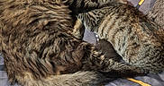 Simba participe au concours pour gagner de l'argent avec cette photo : cat, tabby_cat, animal, pet, fur, sleeping, snuggling, bedspread, patterned_bedspread, cozy, domestic_cat, whiskers, tail, ears, feline, resting, cute, companion, indoor, two_cats