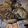 cat, tabby_cat, animal, pet, fur, sleeping, snuggling, bedspread, patterned_bedspread, cozy, domestic_cat, whiskers, tail, ears, feline, resting, cute, companion, indoor, two_cats