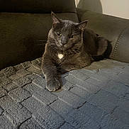 Stormy joined the competition — help win amazing prizes! cat, gray_cat, feline, pet, indoor, couch, blanket, relaxed, fur, whiskers, paw, shadow, home, cozy, resting, animal, mammal, domestic, quiet, comfort