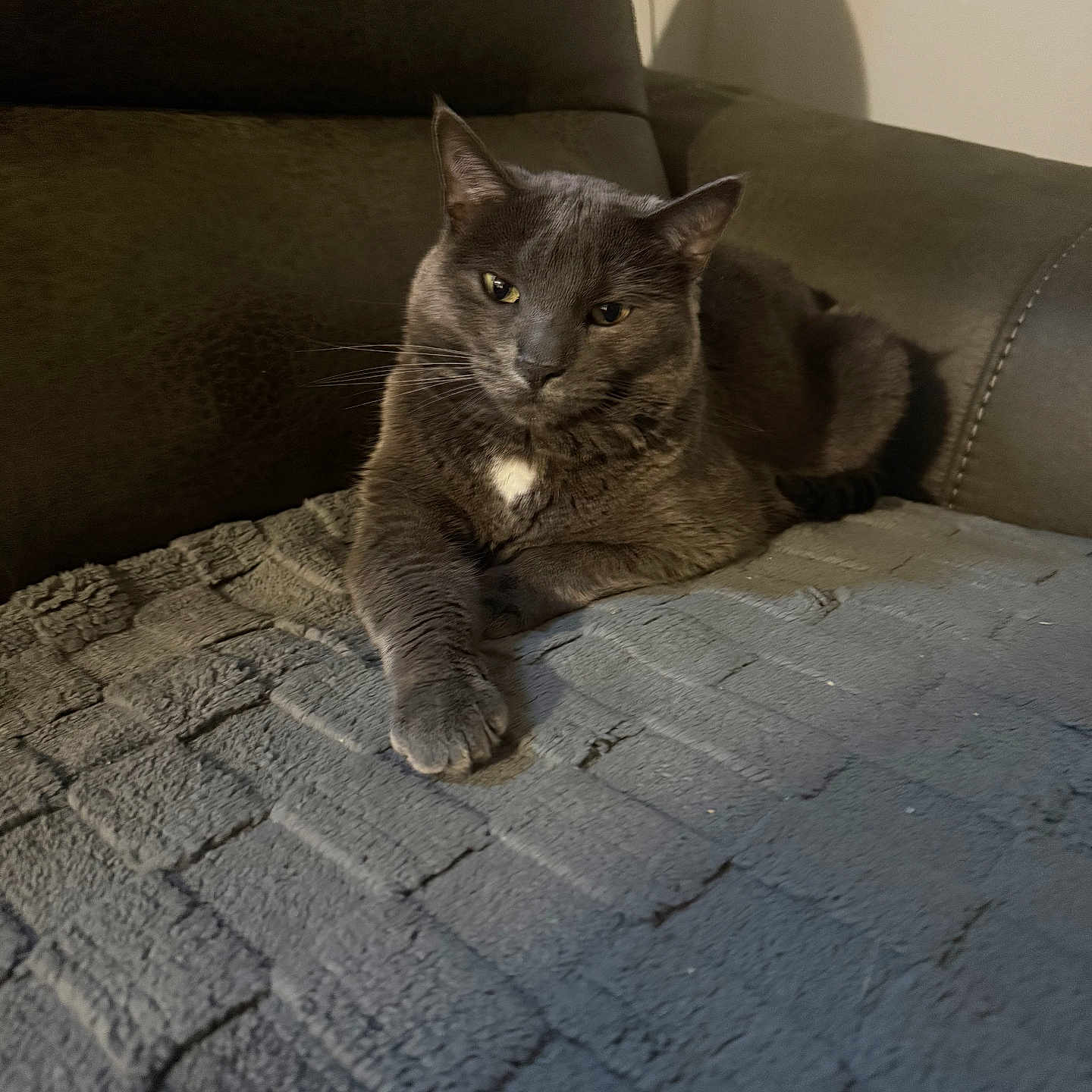 Stormy joined the competition — help win amazing prizes! animal, blanket, cat, comfort, couch, cozy, domestic, feline, fur, gray_cat, home, indoor, mammal, paw, pet, quiet, relaxed, resting, shadow, whiskers