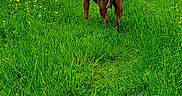 Uzye a rejoint le concours — aidez-le/la à gagner de superbes lots ! animal, brown_dog, canine, collar, dog, field, flora, grass, greenery, landscape, meadow, nature, outdoor, pets, scenery, summer, sunlight, trees, walking, wildlife
