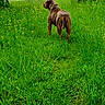 animal, brown_dog, canine, collar, dog, field, flora, grass, greenery, landscape, meadow, nature, outdoor, pets, scenery, summer, sunlight, trees, walking, wildlife