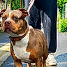 Uzye participe au concours pour gagner de l'argent avec cette photo : animal, brown_dog, casual_clothing, daytime, dog, greenery, leash, nature, outdoor, pavement, person, pet, sidewalk, sneakers, street, summer, sunlight, urban, walking, white_markings