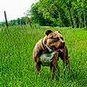 Uzye a rejoint le concours — aidez-le/la à gagner de superbes lots ! animal, brown_dog, canine, collar, daytime, dog, field, grass, greenery, happy, nature, open_space, outdoor, pet, summer, sunny, tongue_out, trees, walking, white_chest