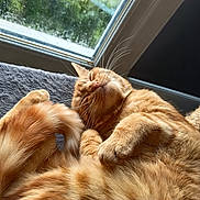 Mina a rejoint le concours — aidez-le/la à gagner de superbes lots ! cat, orange_tabby, sleeping, cozy, window, natural_light, fur, whiskers, pet, indoor, relaxed, curled_up, cute, animal, domestic_cat, resting, soft, close_up, paw, peaceful