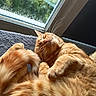 cat, orange_tabby, sleeping, cozy, window, natural_light, fur, whiskers, pet, indoor, relaxed, curled_up, cute, animal, domestic_cat, resting, soft, close_up, paw, peaceful