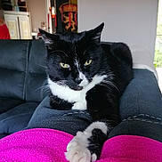 Mogwai participe au concours pour gagner de l'argent avec cette photo : cat, black_and_white, paw, legs, blanket, indoor, couch, furniture, relaxed, resting, person, clothing, pink, black, white, house, home_decor, window, soft_light, pet