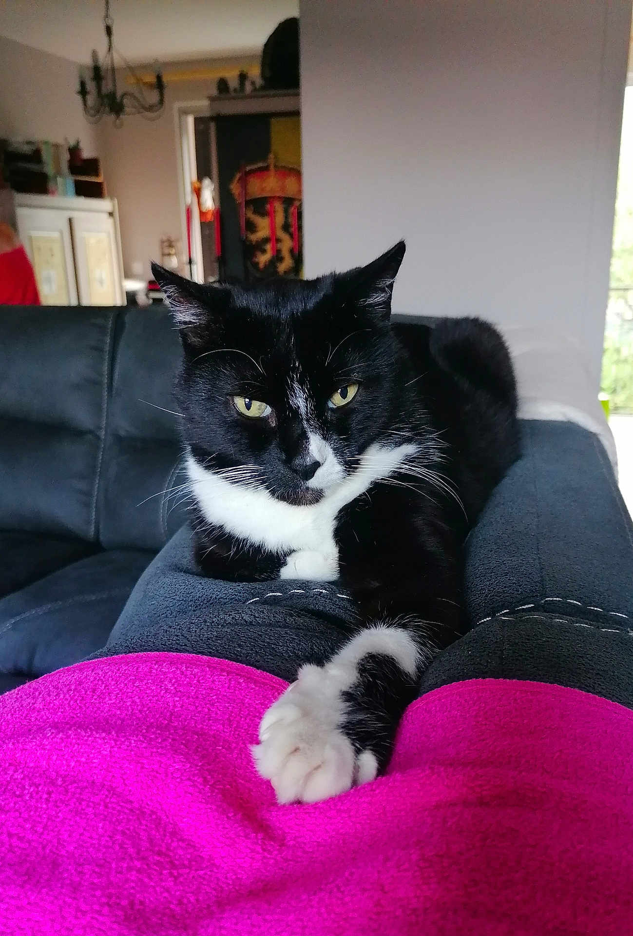 Mogwai participe au concours pour gagner de l'argent avec cette photo : cat, black_and_white, paw, legs, blanket, indoor, couch, furniture, relaxed, resting, person, clothing, pink, black, white, house, home_decor, window, soft_light, pet