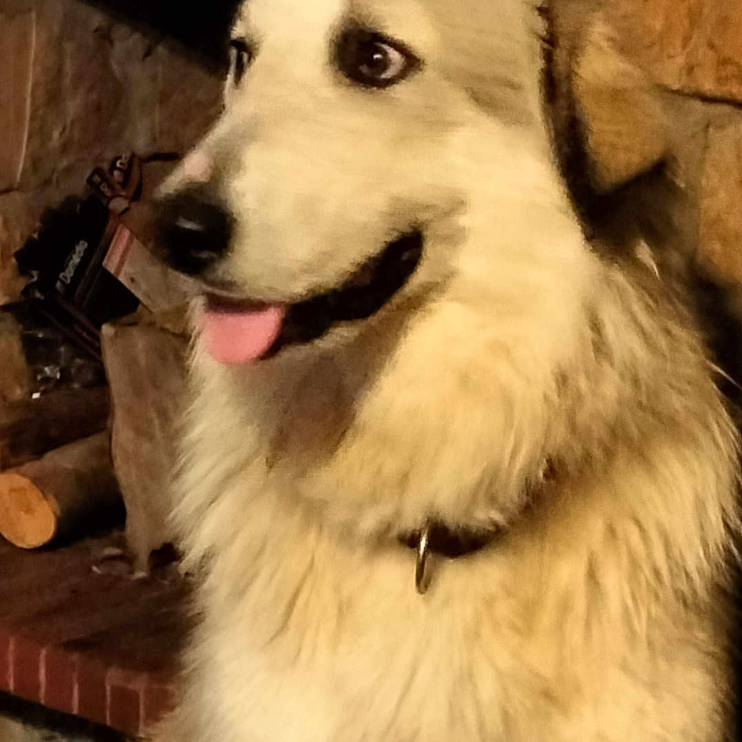Vicky a rejoint le concours — aidez-le/la à gagner de superbes lots ! animal, collar, companion, cozy, curious, cute, dog, domestic, fireplace, fluffy, fur, home, indoor, light_coat, looking_away, mammal, pet, sitting, stone_wall, tongue_out