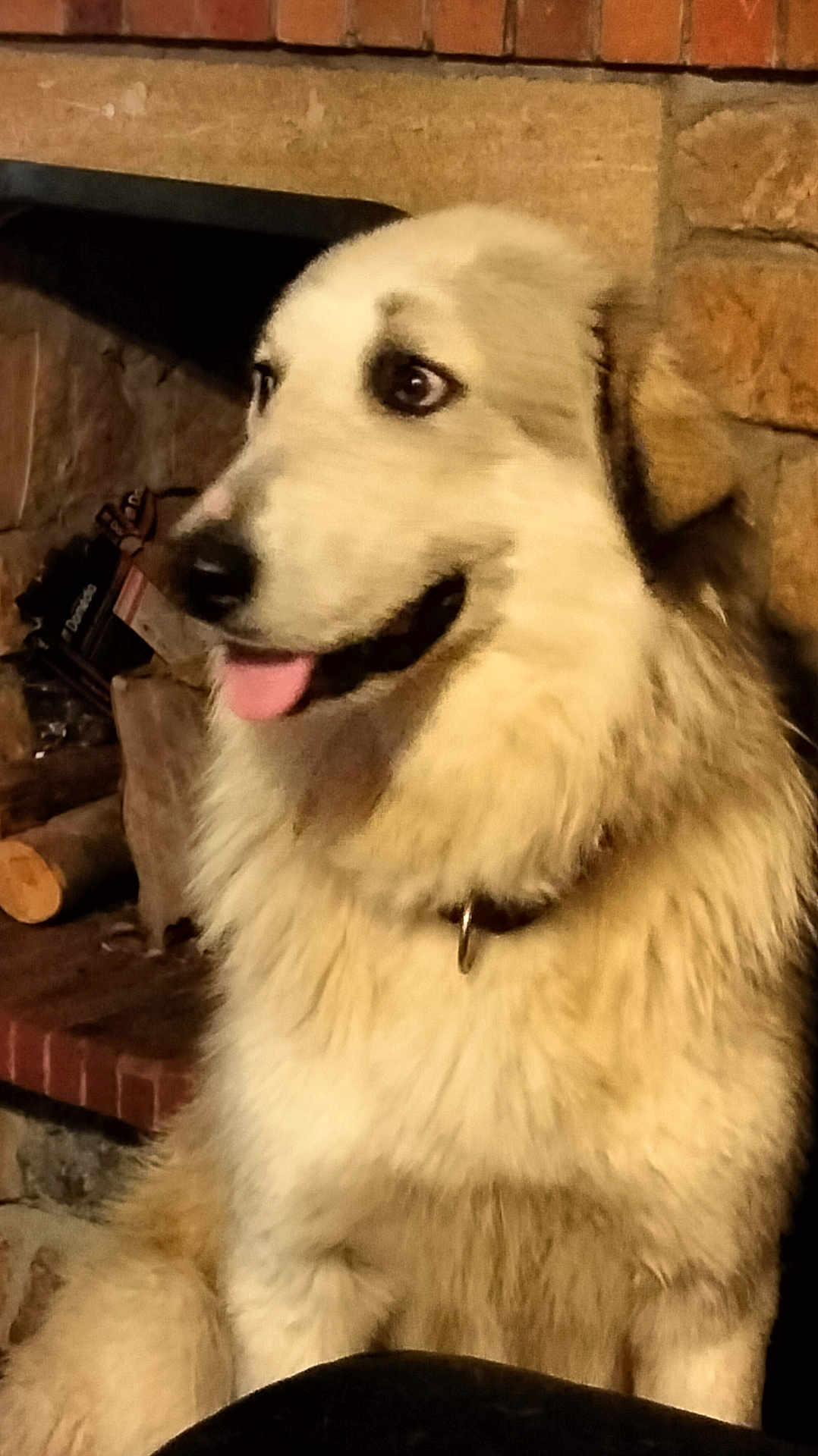 Vicky a rejoint le concours — aidez-le/la à gagner de superbes lots ! dog, fluffy, indoor, fireplace, stone_wall, tongue_out, pet, animal, collar, curious, sitting, light_coat, fur, home, cozy, looking_away, mammal, companion, cute, domestic