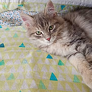 Stryder is registered to the contest to win money with this photo: cat, tabby, fluffy, pet, green_eyes, bedspread, geometric_pattern, indoor, resting, cute, feline, whiskers, ears, soft_fur, looking_at_camera, animal, cozy, relaxed, domestic_cat, lying_down