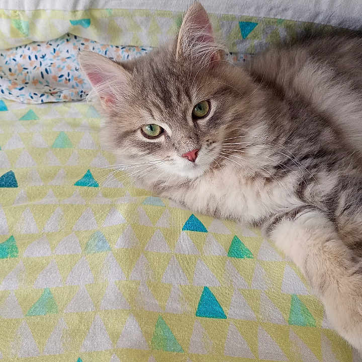Stryder is registered to the contest to win money with this photo: animal, bedspread, cat, cozy, cute, domestic_cat, ears, feline, fluffy, geometric_pattern, green_eyes, indoor, looking_at_camera, lying_down, pet, relaxed, resting, soft_fur, tabby, whiskers