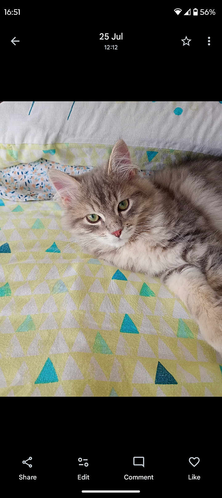 Stryder is registered to the contest to win money with this photo: cat, tabby, fluffy, pet, green_eyes, bedspread, geometric_pattern, indoor, resting, cute, feline, whiskers, ears, soft_fur, looking_at_camera, animal, cozy, relaxed, domestic_cat, lying_down
