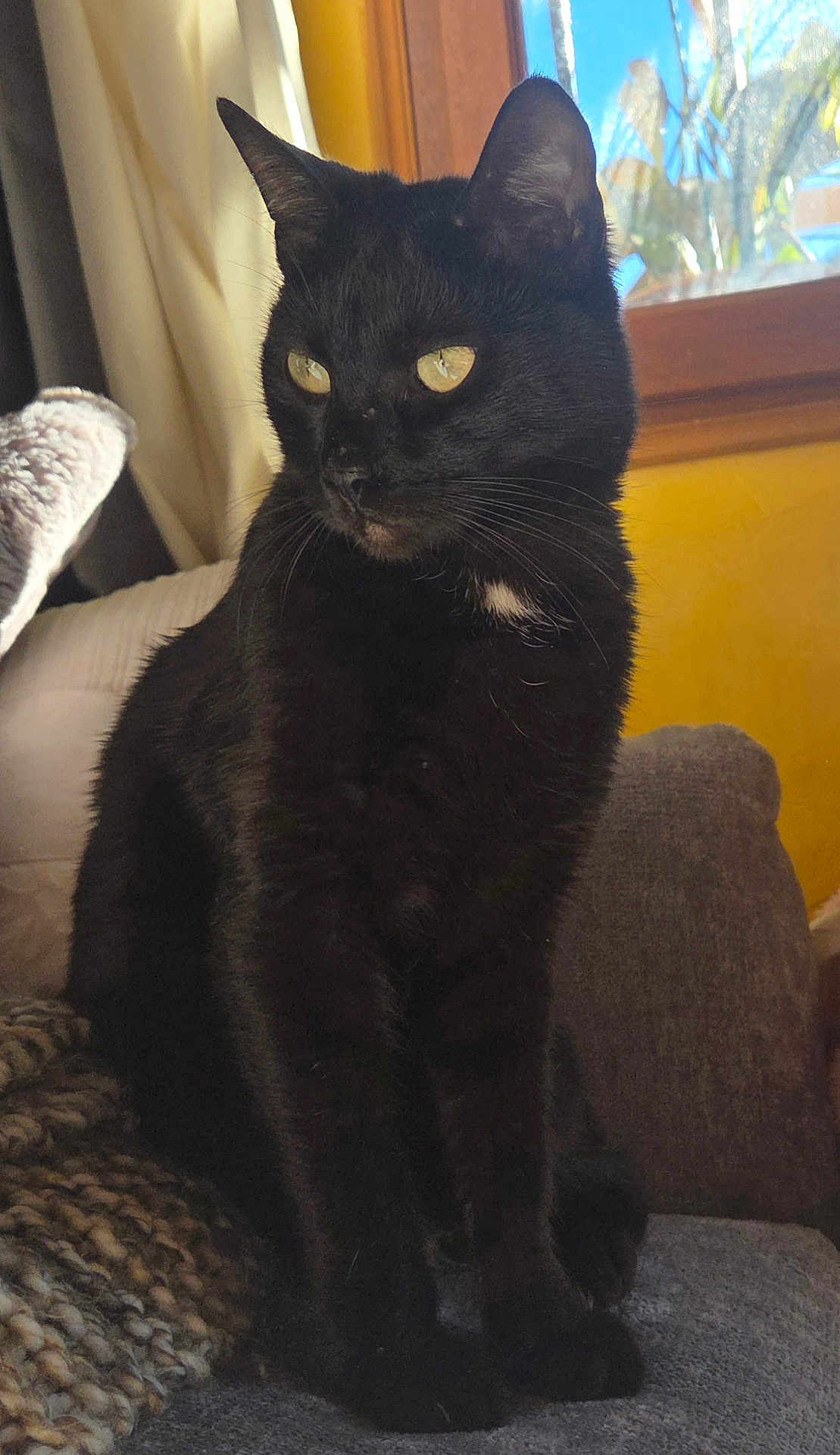 Poutchi participe au concours pour gagner de l'argent avec cette photo : cat, black_cat, indoor, pet, feline, window, sunlight, cozy, blanket, couch, yellow_eyes, sitting, portrait, fur, animal, whiskers, ears, home, relaxed, curious