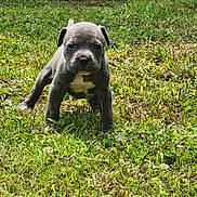 Rocco is registered to the contest to win money with this photo: adorable, animal, canine, cute, daytime, dog, front_view, fur, grass, green, mammal, nature, outdoor, pet, playful, puppy, small, sunlight, walking, young