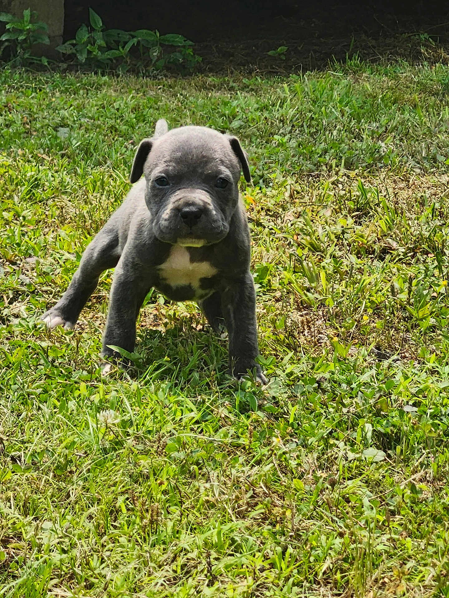 Rocco is registered to the contest to win money with this photo: adorable, animal, canine, cute, daytime, dog, front_view, fur, grass, green, mammal, nature, outdoor, pet, playful, puppy, small, sunlight, walking, young