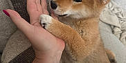 Arley a rejoint le concours — aidez-le/la à gagner de superbes lots ! puppy, dog, shiba_inu, paw, human_hand, couch, cushion, bracelet, nails, pink_nails, fur, sitting, home_interior, playful, tongue, close_up, pet, sofa, snout, ear