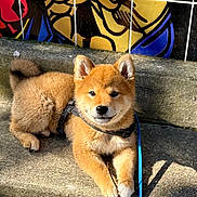 Arley participe au concours pour gagner de l'argent avec cette photo : dog, puppy, pet, leash, harness, concrete, stairs, tiled_wall, mural, sunlight, shadow, fur, ears, paws, nose, portrait, outdoor, sitting, cute, close_up