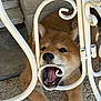Arley a rejoint le concours — aidez-le/la à gagner de superbes lots ! puppy, dog, face, mouth_open, teeth, whiskers, paw, iron_rail, fence, chewing, playful, close_up, porch, concrete, pebbled_floor, brown_fur, adorable, pet, outdoor, muzzle