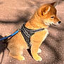 Arley participe au concours pour gagner de l'argent avec cette photo : dog, puppy, canine, leash, harness, cute, fluffy, fur, outdoor, sunlight, shadow, pavement, sitting, profile, snout, ears, whiskers, pet, young, portrait