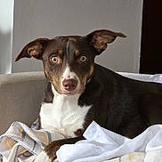 Georgia is registered to the contest to win money with this photo: animal, armchair, blanket, brown, canine, cozy, cute, dog, ears, eyes, fur, furniture, home, indoor, looking, pet, portrait, relaxed, resting, white