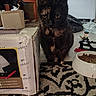 Miki is registered to the contest to win money with this photo: animal, black, black_and_white_cat, brown, cardboard_box, cat, collar, curious, decor, domestic, floor, food_bowl, furniture, indoor, pet, rug, sitting, tortoiseshell_cat, toy, white