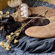 Miki joined the competition — help win amazing prizes! cat, tortoiseshell_cat, sleeping, plush_toy, moose_plush, dried_flowers, bed, furry_bed, cozy, indoor, pet, animal, resting, soft_texture, brown, black, orange, cute, relaxation, comfort