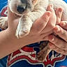 puppy, dog, animal, pet, white_fur, brown_markings, floppy_ears, dark_nose, sleepy, portrait, close_up, being_held, hands, human, blue_shirt, graphic_t_shirt, indoor, cute, front_view, vertical_photo