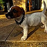 Ribellu a rejoint le concours — aidez-le/la à gagner de superbes lots ! puppy, dog, jack_russell, white_fur, brown_face, black_collar, standing, outdoor, doorstep, patio, sunlight, warm_lighting, tail_up, portrait, pet, animal, tile_floor, house_entrance, shadow, cute