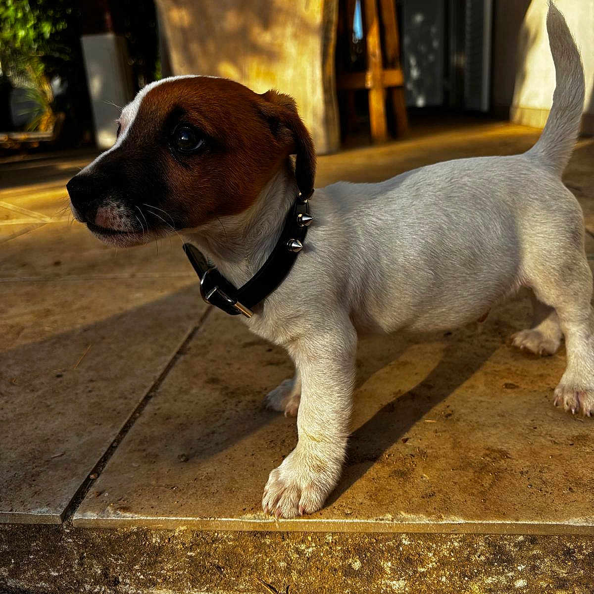 Ribellu