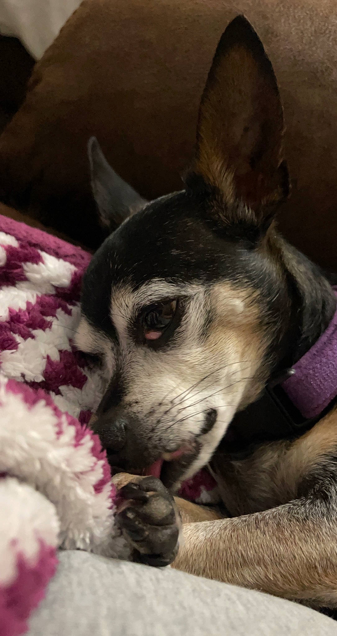 Benson is registered to the contest to win money with this photo: canidae, carnivore, collar, comfort, companion_dog, dog, dog_breed, ear, fawn, fur, jaw, nap, non_sporting_group, paw, pet_supply, snout, sporting_group, terrestrial_animal, whiskers, working_animal