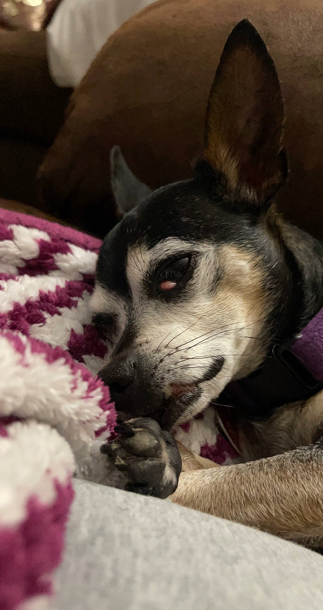 Benson joined the competition — help win amazing prizes! bored, canidae, carmine, carnivore, collar, comfort, companion_dog, dog, dog_breed, fawn, fur, jaw, mammal, nap, paw, sitting, sporting_group, terrestrial_animal, whiskers, working_animal