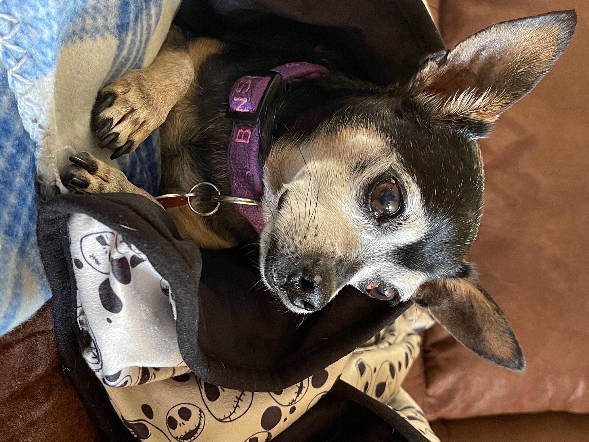 Benson is registered to the contest to win money with this photo: canidae, carnivore, chihuahua, collar, companion_dog, dog, dog_breed, dog_collar, dog_supply, ear, fashion_accessory, fawn, fur, head, pet_supply, snout, sporting_group, toy_dog, whiskers, working_animal