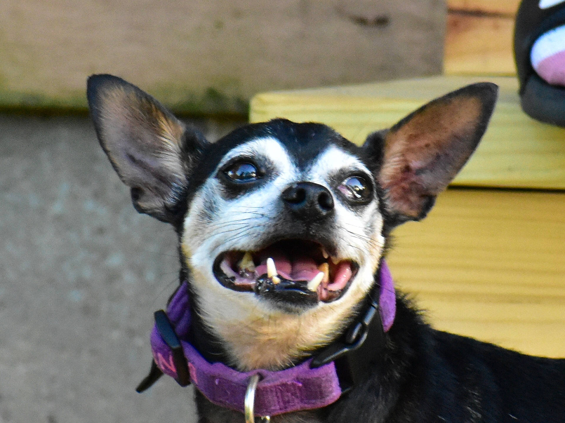 Benson joined the competition — help win amazing prizes! canidae, carnivore, collar, companion_dog, dog, dog_breed, dog_collar, dog_supply, ear, eye, fawn, head, human_body, jaw, leash, plant, snout, sporting_group, whiskers, working_animal