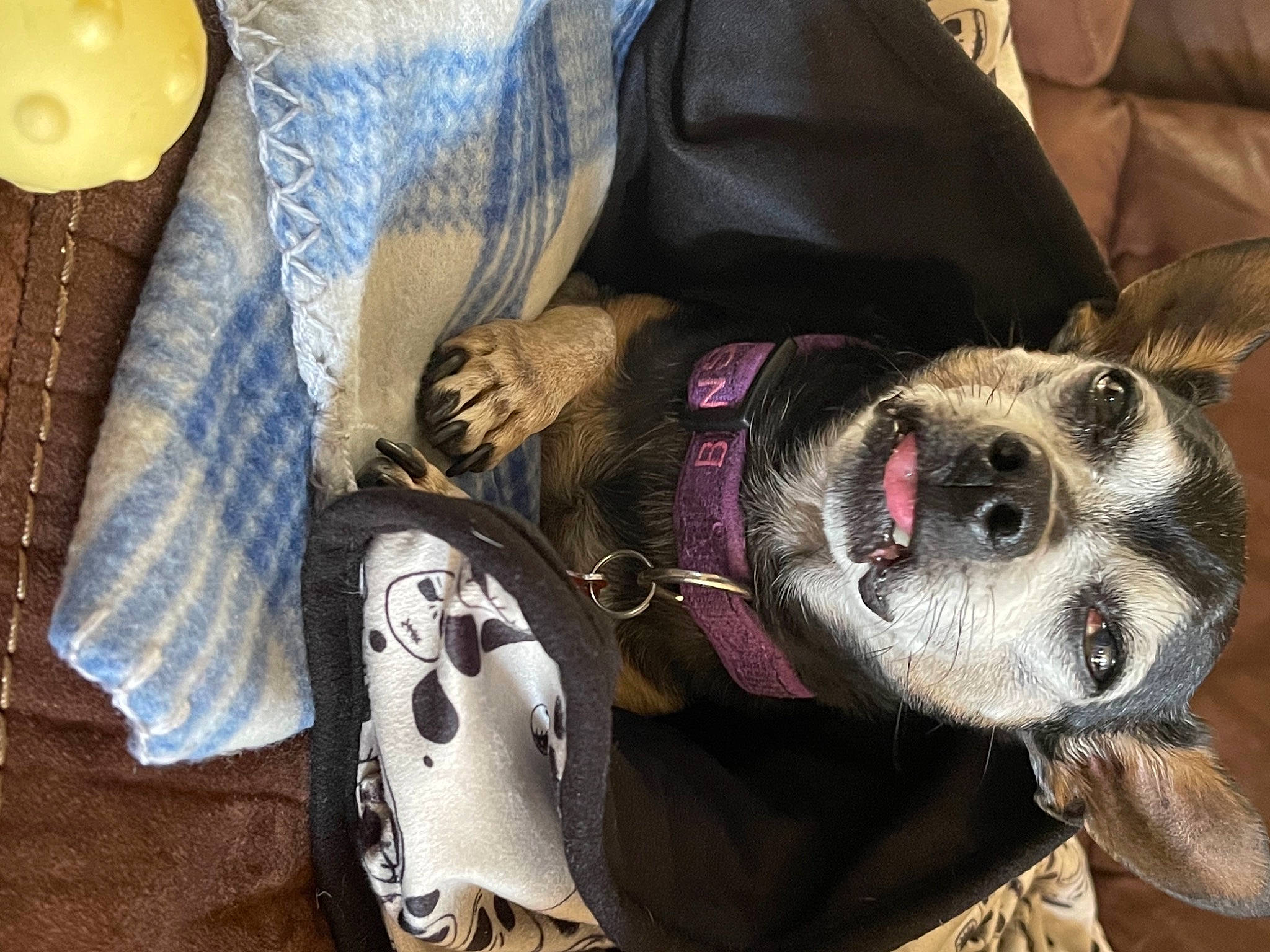 Benson joined the competition — help win amazing prizes! bag, carnivore, collar, comfort, companion_dog, dog, dog_breed, dog_clothes, dog_collar, dog_supply, eyewear, fawn, goggles, leash, snout, sporting_group, sunglasses, vision_care, whiskers, working_animal