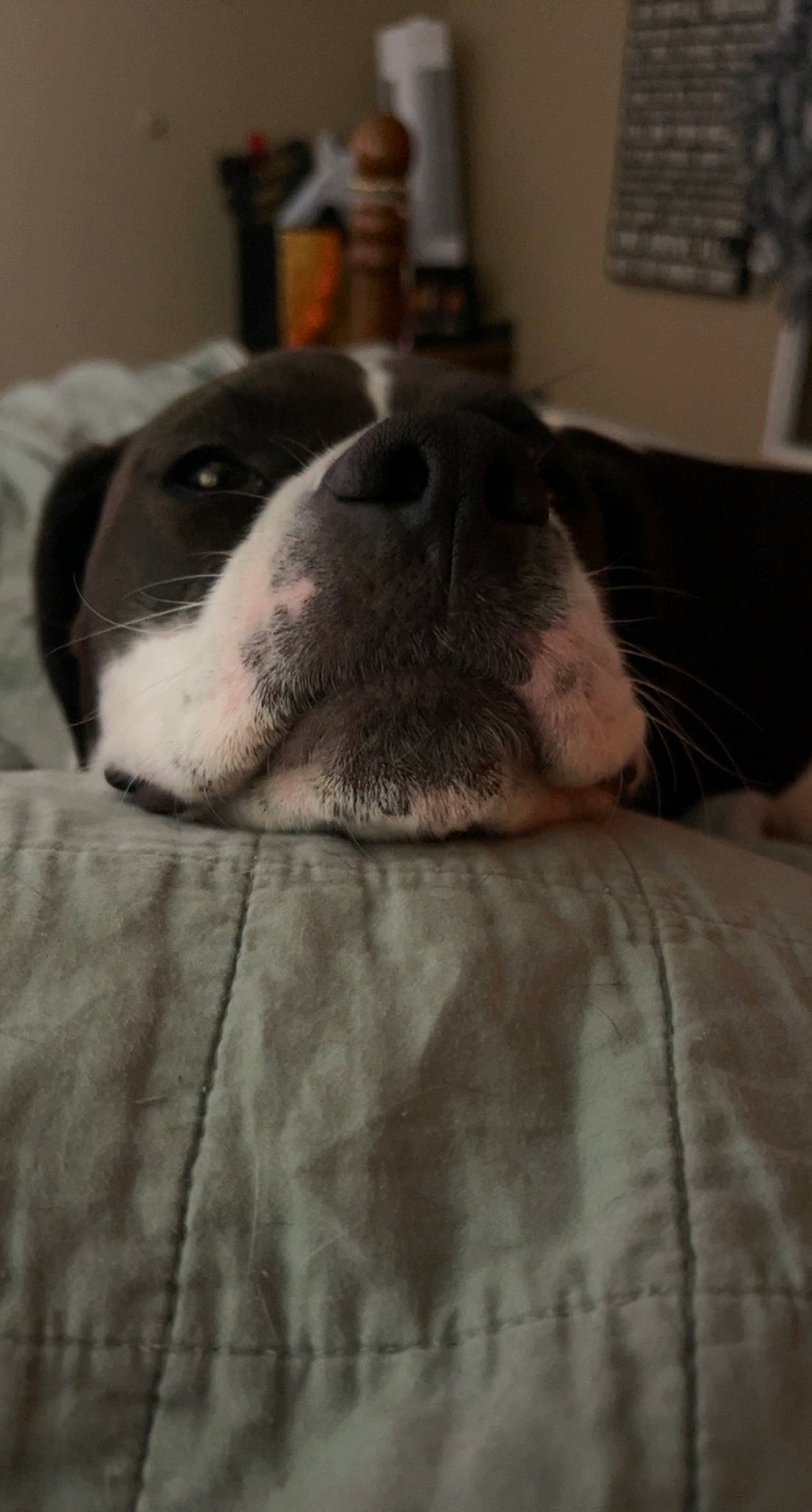 Ellie joined the competition — help win amazing prizes! bored, canidae, carnivore, comfort, companion_dog, dog, dog_breed, fawn, fur, grey, linens, nap, non_sporting_group, paw, sleep, snout, sporting_group, terrestrial_animal, whiskers, working_animal